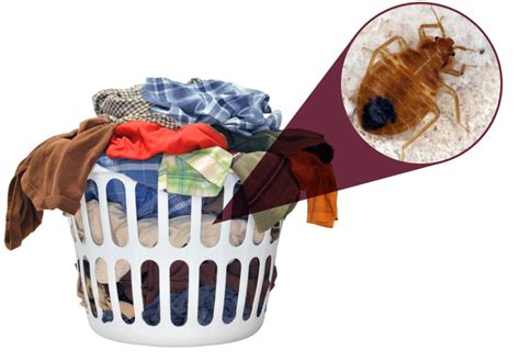 Bed Bugs And Dirty Clothes Pct Pest Control Technology
