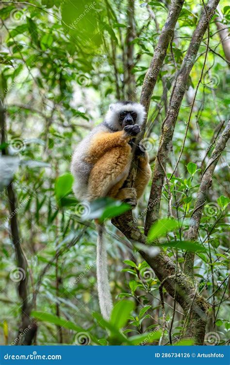 Lemur Diademed Sifaka Propithecus Diadema Madagascar Wildlife Stock