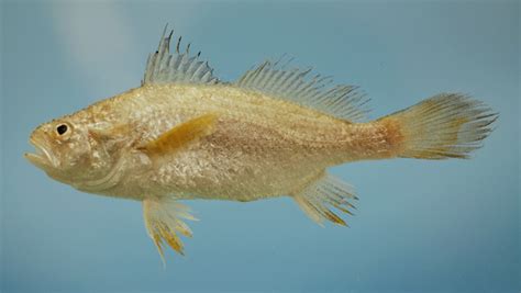 America Stardrum Matbio Fishes Matanzas Biodiversity · Naturalista