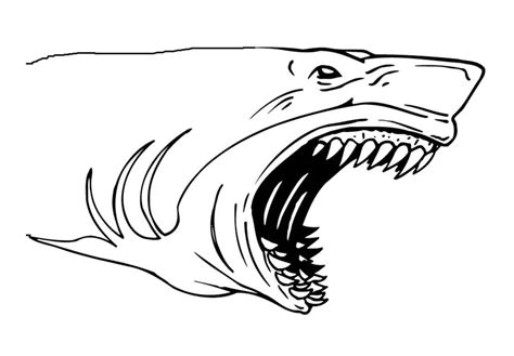 Tiburón Megalodón Grande Para Colorear Imprimir E Dibujar