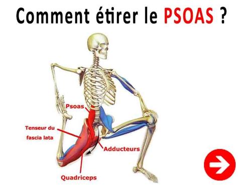 Psoas Iliaque Anatomie D Un Muscle Essentiel Pour Le Dos Estiramientos Fitness Del Yoga