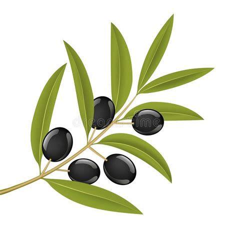 Olive Branch Black Olives On Branch Detailed Vector Illustration
