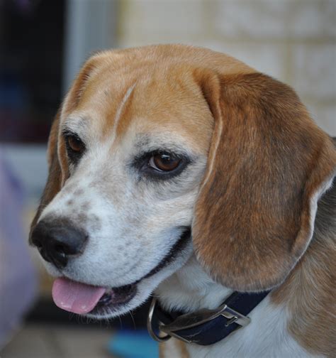 Cruza - Medium Male Beagle Dog in WA - PetRescue