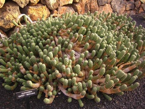 Euphorbia Caput Medusae Alchetron The Free Social Encyclopedia