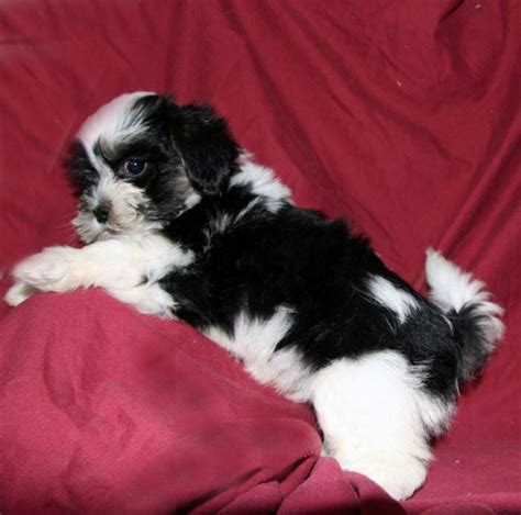 Hodge 78 shropshre, none tf12 5ht: Shichon Puppies For Sale Near Me - PetsWall