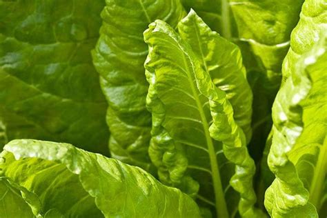 How To Grow Spinach Rhs Gardening