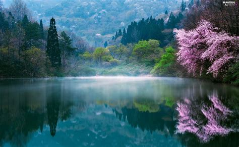 Morning Spring Trees Lake South Korea Fog Viewes