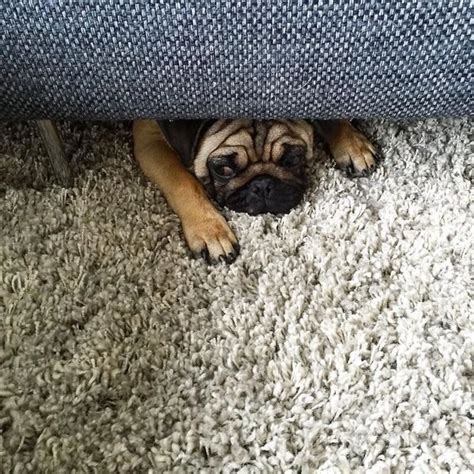 17 Dogs Who Got Hilariously Trapped In The Couch