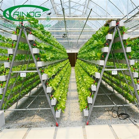 Advanced Commercial Vertical Hydroponics System Growing From China