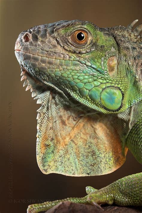 Seraphon Color Schemes: 9 Motifs with Ideas | Green iguana, Iguana