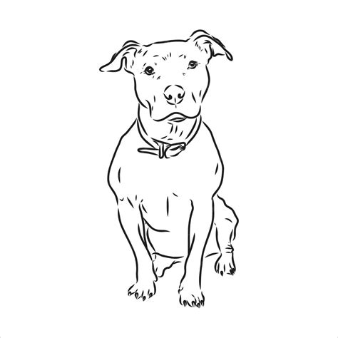 Disegno Vettoriale Schizzo Pitbull Che Abbaia Pit Bull Terrier Cane