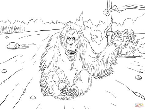 Download and print these orangutan coloring pages for free. Sumatran Orangutan coloring page | Free Printable Coloring ...