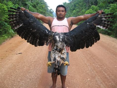 Arthur The Philippine Eagle The Philippine Economic Eagle