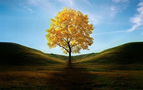 1450x450 Resolution Field With Lone Tree In Autumn 1450x450 Resolution