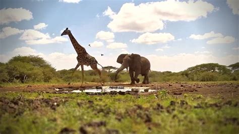 elephant chases giraffe youtube
