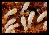 Cheap Termite Treatment Photos