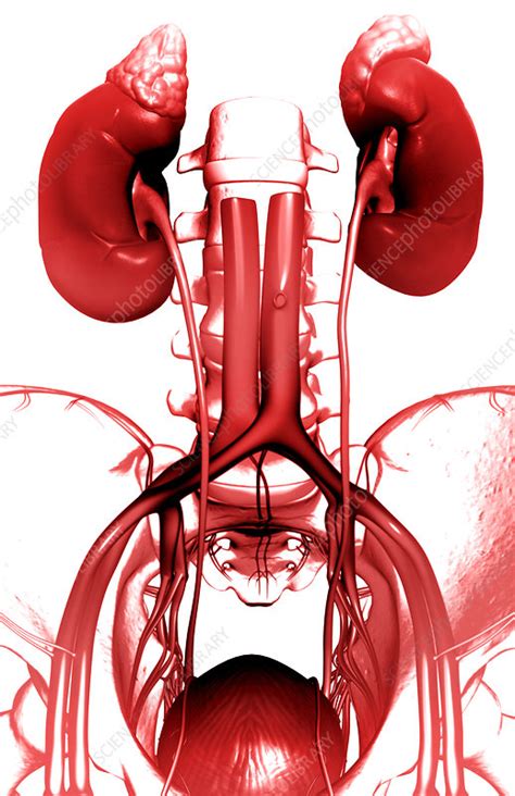 The Kidneys Stock Image F0021346 Science Photo Library