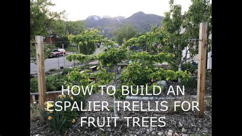 How To Build An Espalier Trellis For Fruit Trees Youtube