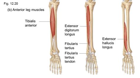 The Complete Guide To Your Extensor Hallucis Longus And Extensor