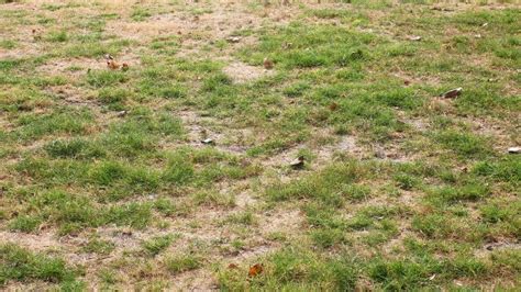 7 Signs Of Grubs On Lawn Lawn Grub Symptoms