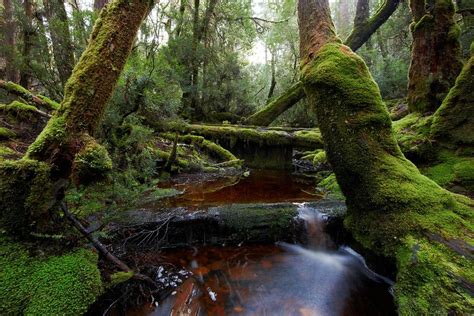 Cool Temperate Rainforests Stephen Axford Temperate Rainforest