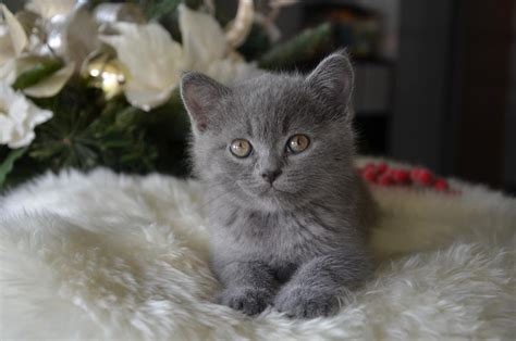British shorthair kittens and cats (us only) has 8,597 members. British Shorthair Cats For Sale | Charlotte, NC #288545
