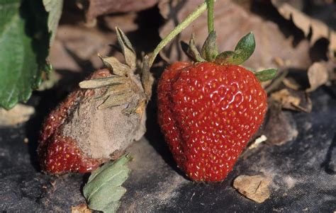 Strawberry Diseases And Pests Description Uses Propagation