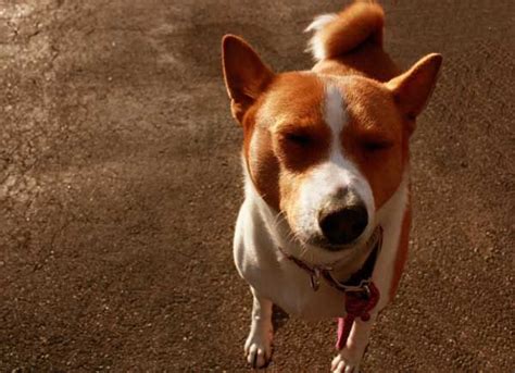 10 Dumbest Dog Breeds To Be Aware Of When Selecting Your Pooch Dog