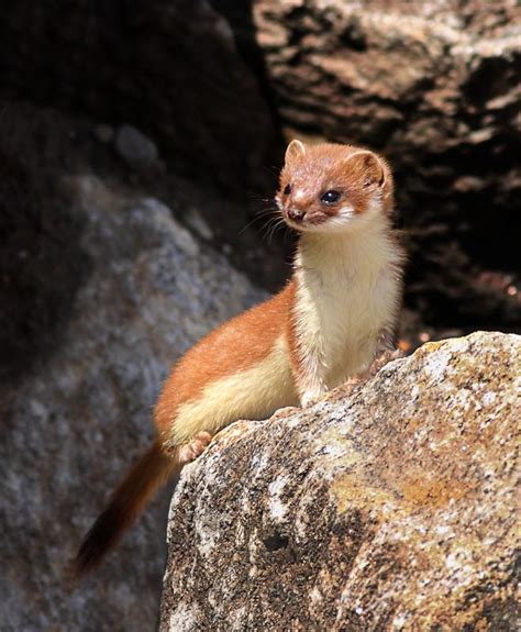 9 Best I Is A Stoat Images On Pinterest Wild Animals