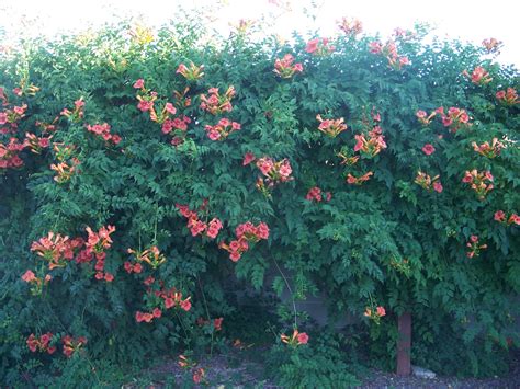 Trumpet Vine : For the Love of Gardening: T is for Trumpet Vine - 5.0 