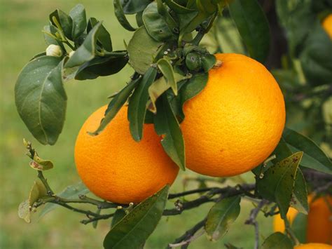 Citrus Orange Fruits On Tree Free Image Download