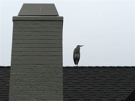 Scene In Edmonds Rooftop Heron My Edmonds News
