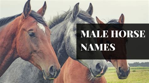 250 Awesome Horse And Racehorse Names Pethelpful