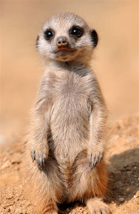 Meerkats Dont Spoil Their Mind Numbingly Cute Babies Wired