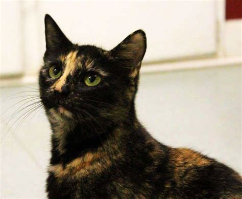 Breeders cannot specifically aim for a litter of calicos. ADOPTABLE PET: Maci, a calico cat, is looking for a new ...