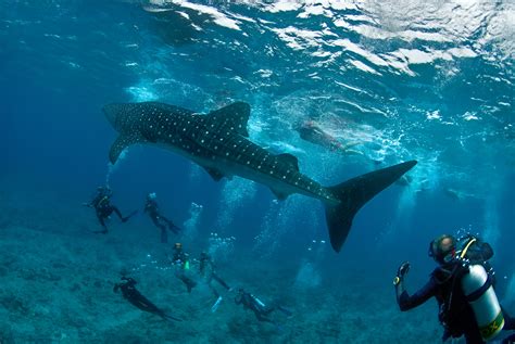 Maldives Best Diving Season Memugaa