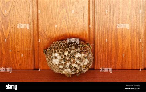 Wood Wasps High Resolution Stock Photography And Images Alamy