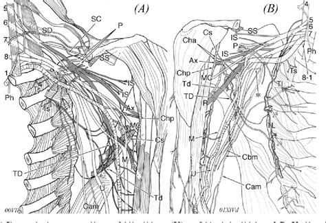 Figure 2 From Anatomical Relationship Between The Superficial Brachial