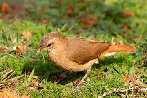 The Rufous Hornero The National Bird Of Argentina Unianimal