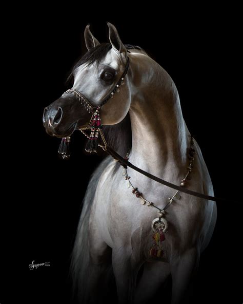 Arabian Horse Gallery 1 Equine Photography By Suzanne Inc