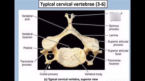 Cervical Vertebrae Anatomy Quiz