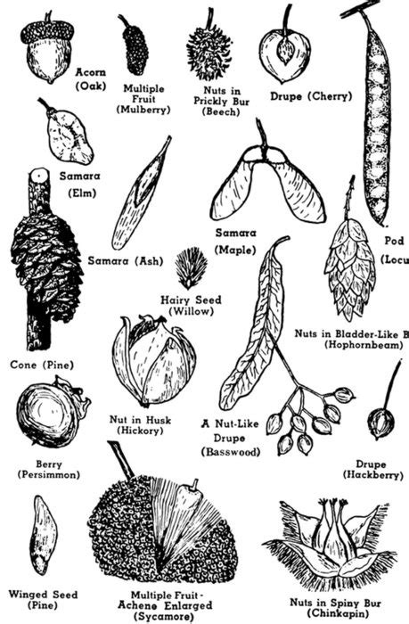 Tree Seed Pod Identification Guide Free Image Download