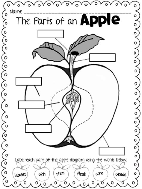 Parts Of An Apple Printable