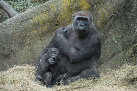 Its Playtime Two Baby Gorillas Debut At Bronx Zoo Zooborns