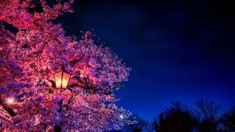100 Night Cherry Blossom Wallpapers Wallpapers