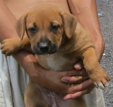 Rhodesian Ridgeback Mix Puppy For Adoption 11 Years 2 Months Brown
