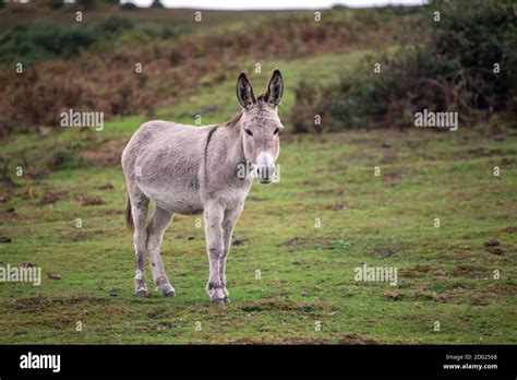 Donkey Banque De Photographies Et Dimages à Haute Résolution Alamy