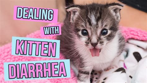 How To Deal With Kitten Diarrhea Youtube
