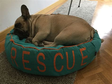 Pic hide this posting restore restore this posting. French Bulldog Rescue ️🐾 | French bulldog rescue, French ...