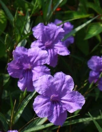 This is not a commercial page. Purple Showers Mexican Petunia, Desert Petunia, Florida ...